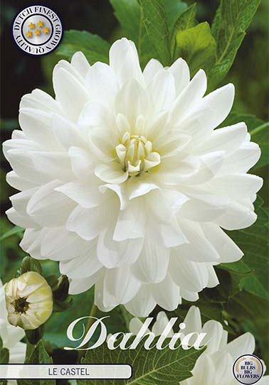 Dahlia Deco. Le Castle x 1 I .