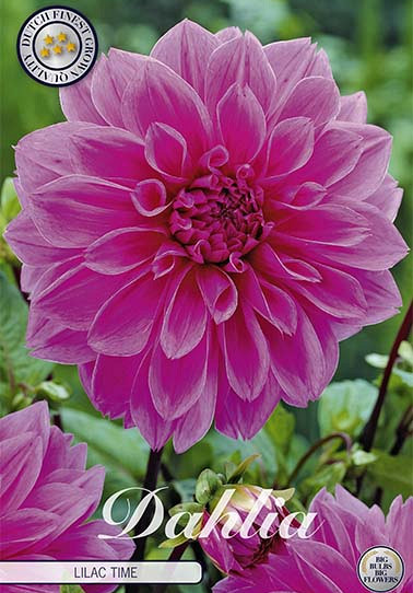 Dahlia Deco. Lilac Time x 1 I .