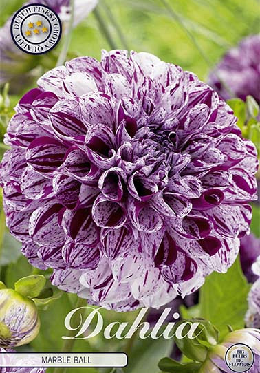 Dahlia Pompon Marble ball x 1 I .