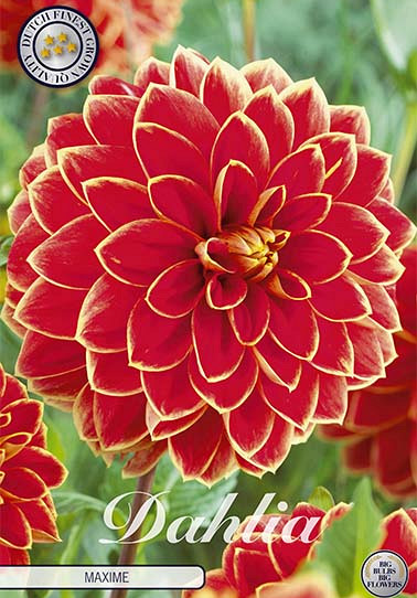 Dahlia Deco. Maxime x1 I