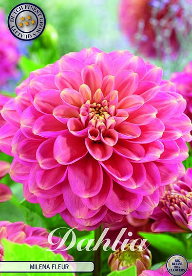 Dahlia Deco. Milena Fleur x1 I .