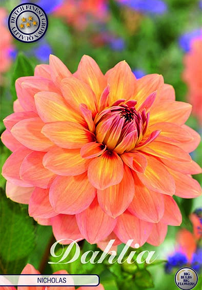 Dahlia Deco. Nicholas x1 I .