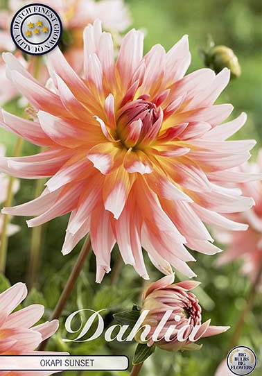 Dahlia Deco. Okapi Sunset x 1 I .