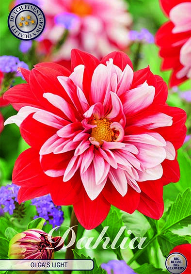 Dahlia Deco. Olga's light x1 I .