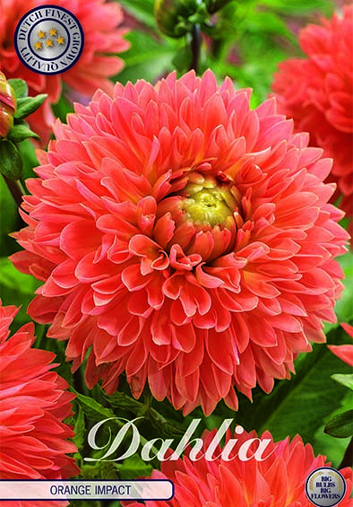 Dahlia Deco. Orange Impact x1 I .