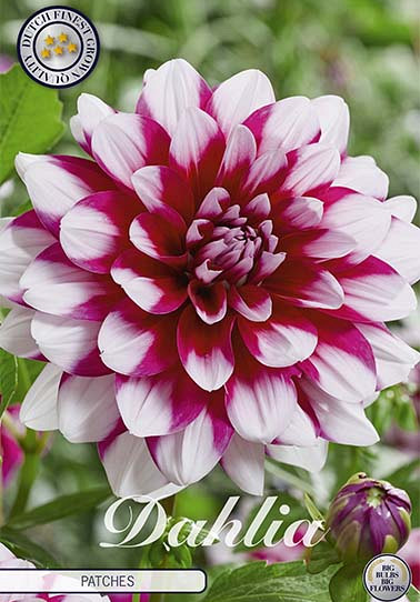 Dahlia Deco. Patches x 1 I .