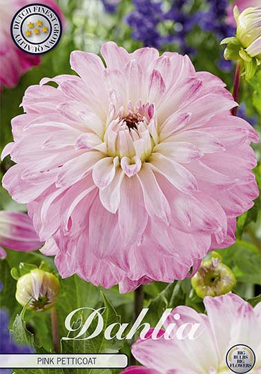 Dahlia Deco. Pink Petticoat x 1 I .