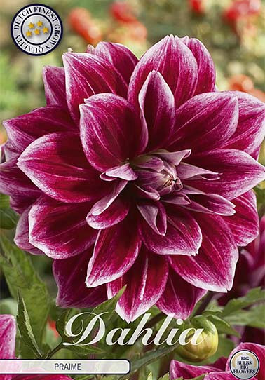 Dahlia Deco. Praime x 1 I .