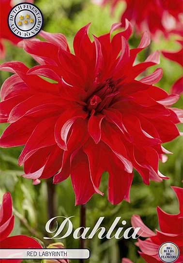 Dahlia Cactus Red Labyrinth x 1 I .