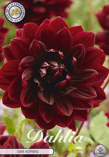 Dahlia Deco. Sam Hopkins  x 1 I .