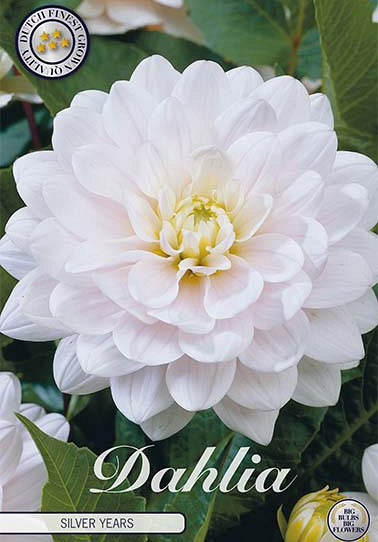 Dahlia Deco. Silver Years x 1 I .