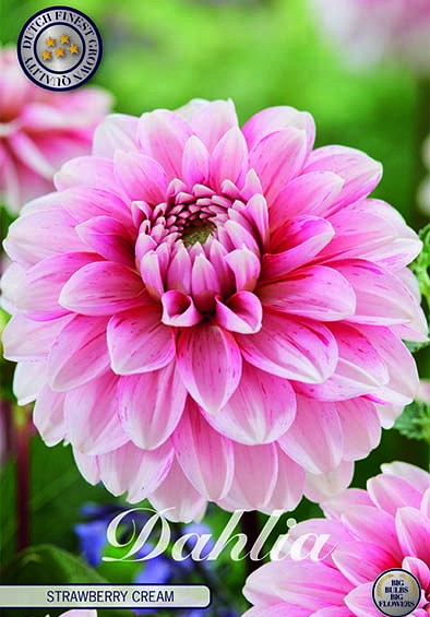 Dahlia Deco. Strawberry Cream x1 I .