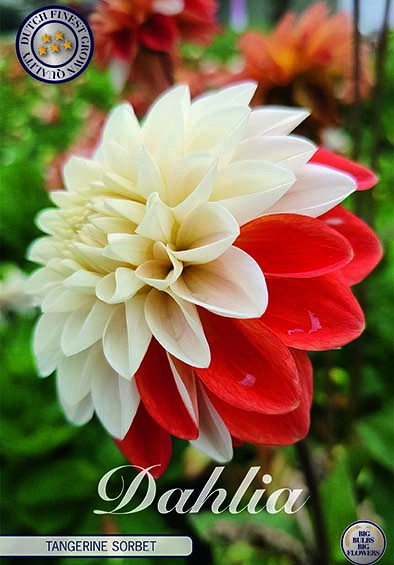 Dahlia Deco. Tangerine Sorbet x1 I .