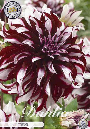 Dahlia Deco. Tartan x 1 I .