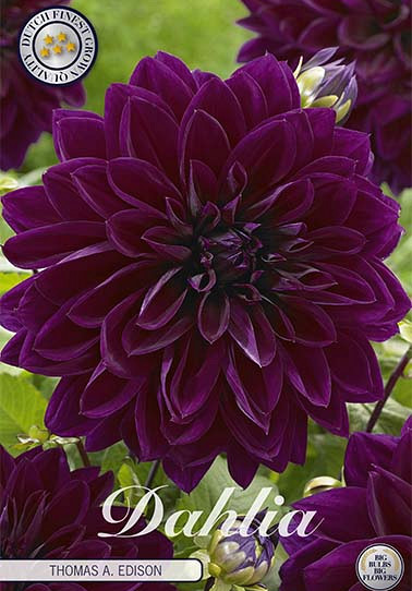 Dahlia Deco. Thomas A. Edison x 1 I .