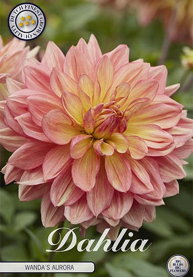 Dahlia Deco. Wanda's Aurora x1 I