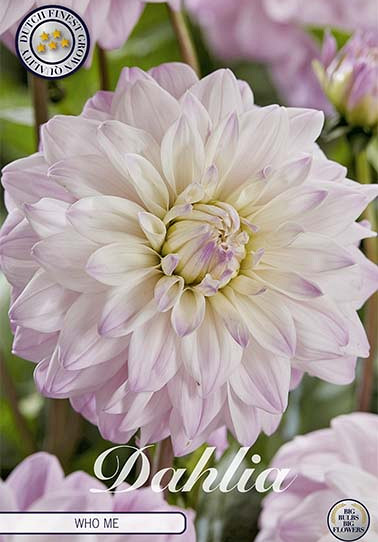 Dahlia Deco. Who Me x 1 I .