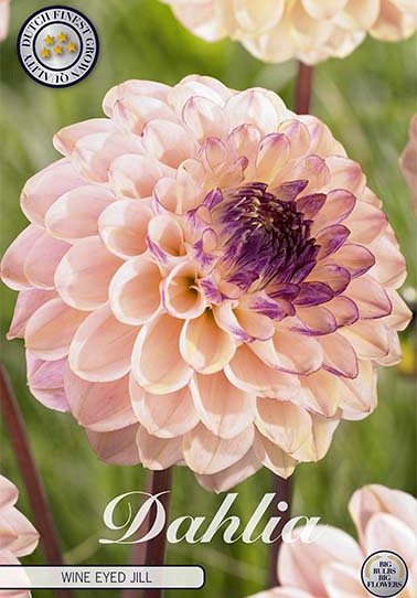 Dahlia Pompon Wine eyed jill x 1 I .