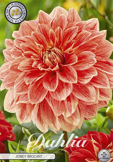 Dahlia Deco. Jowey Brochant x1 I