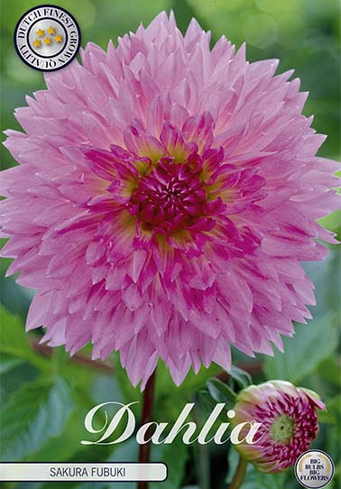 Dahlia Fubuki Sakura x 1 I .