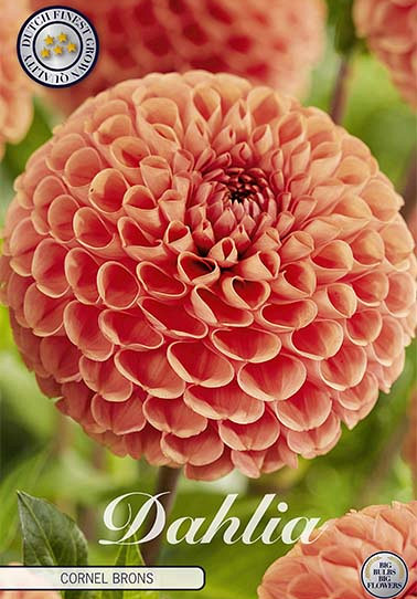 Dahlia Pompon Cornel Brons x 1 I .