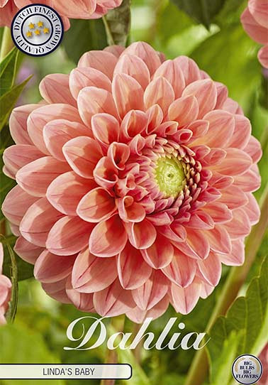 Dahlia Pompon Linda's Baby x1 I