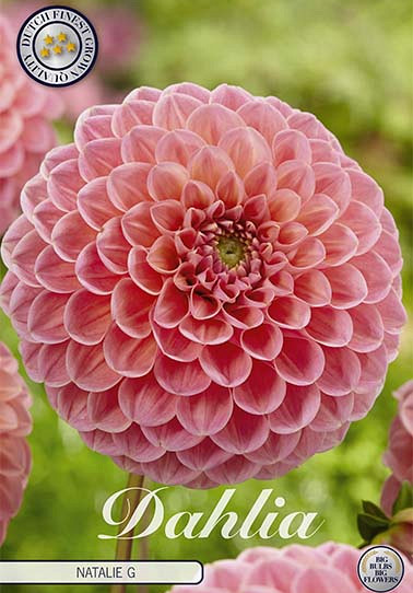 Dahlia Pompon Natalie G x1 I