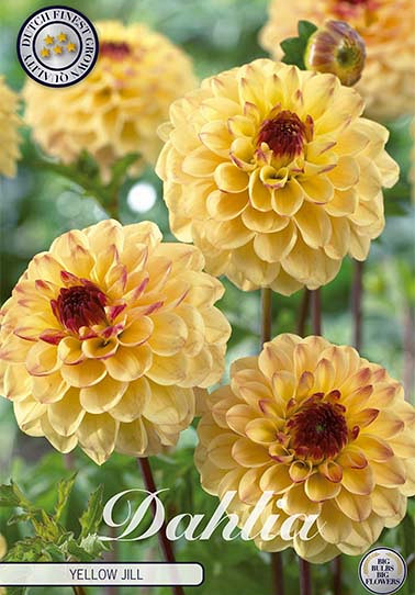 Dahlia Pompon Yellow Jill x 1 I .