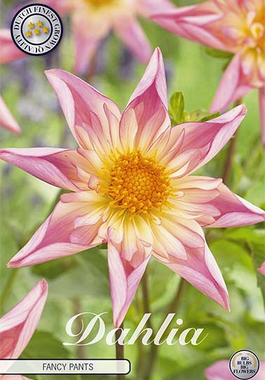 Dahlia Special Fancy Pants x 1 I .