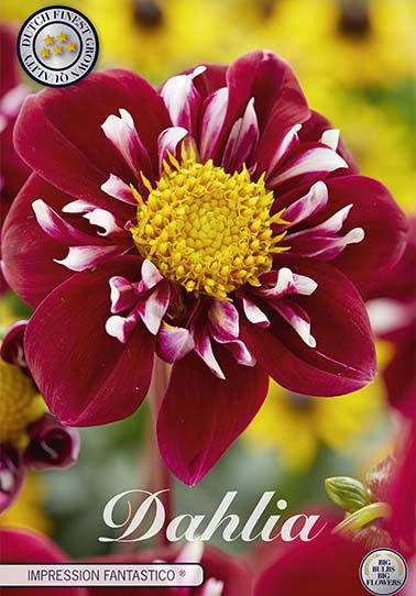 Dahlia Special Fantastico x 1 I .