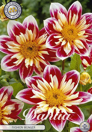 Dahlia Special Fashion Monger x 1 I .