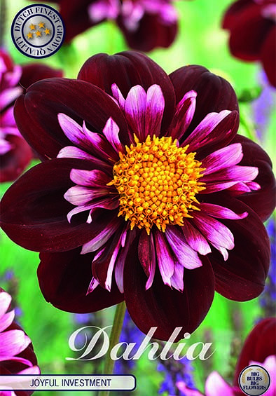 Dahlia Special Joyfull Investment  x 1 I .