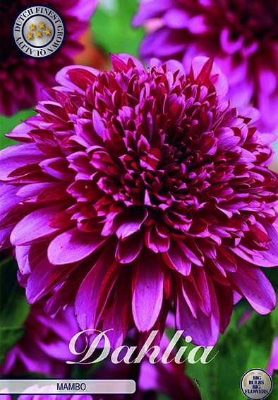 Dahlia Special Mambo x 1 I .