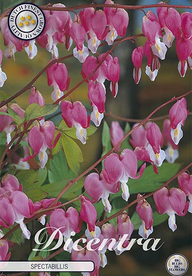 Dicentra Spectabillis 1 I .