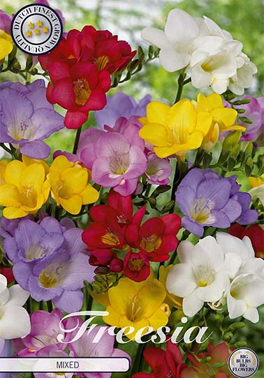 Freesia single Mixed x 15 5/+