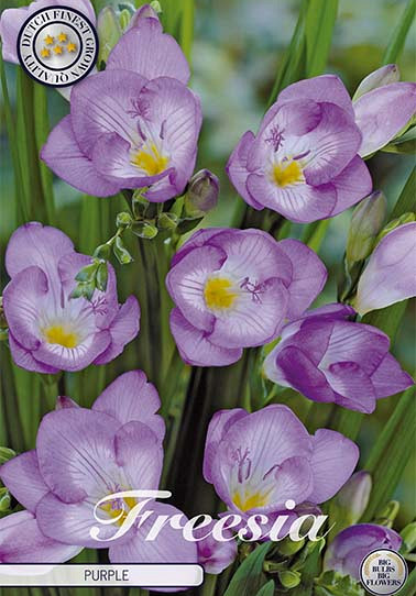 Freesia single Purple x 15 5/+