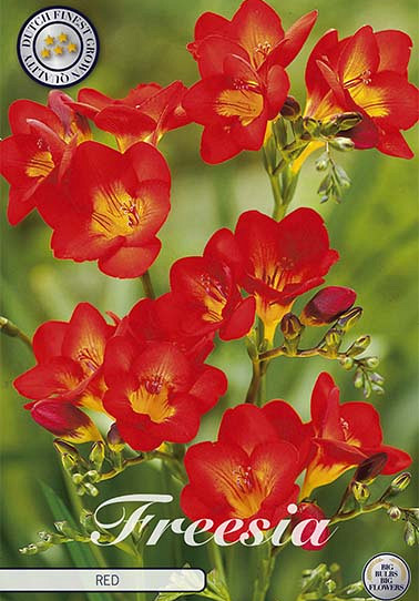 Freesia single Red x 15 5/+