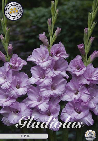 Gladiolus Alpha x10 12/14