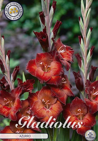 Gladiolus Azurro x10 12/14