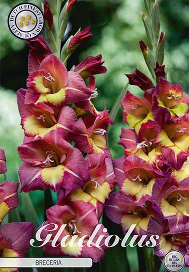 Gladiolus Breceria x10 12/14