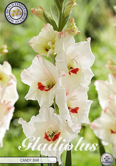 Gladiolus Candy Bar x10 12/14