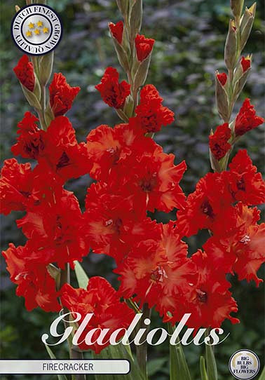 Gladiolus Firecracker x10 12/14