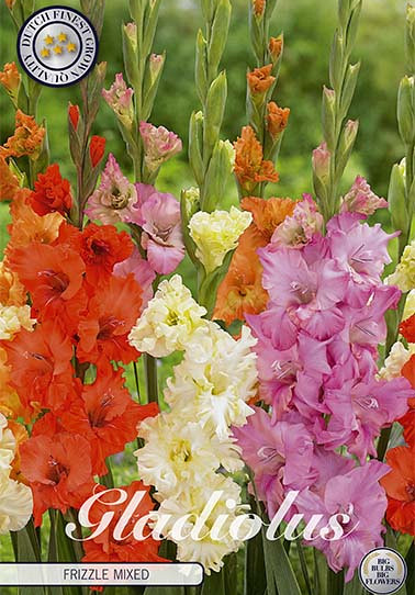 Gladiolus Frizzle Mixed x10 12/14