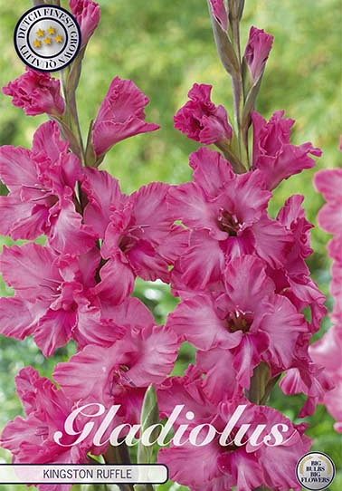 Gladiolus Kingston Ruffle x10 12/14