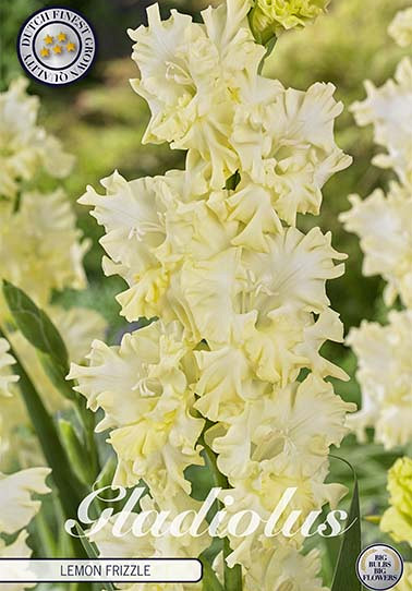 Gladiolus Lemon Frizzle x10 12/14