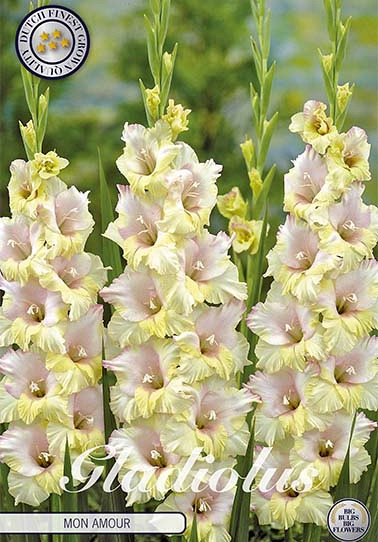 Gladiolus Mon Amour x 10 12/14