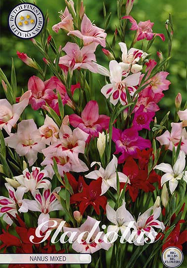 Gladiolus Nanus Mixed x 10 9/10