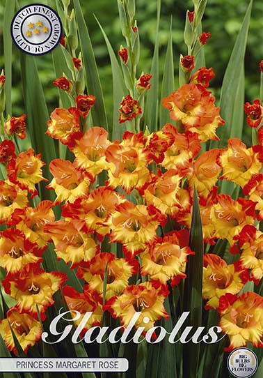 Gladiolus Princess margaret rose x 10 12/14