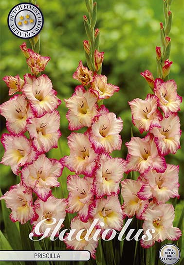 Gladiolus Priscilla x 10 12/14