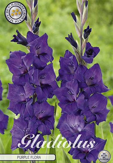 Gladiolus Purple Flora x10 12/14